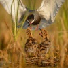 Rybak bahenni - Chlidonias hybrida - Whiskered Tern 0420